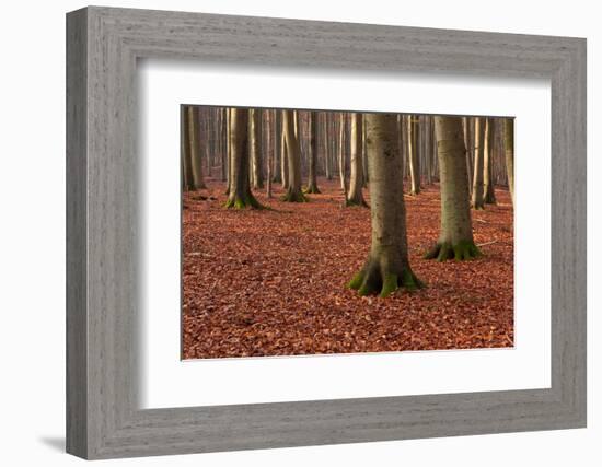 The Baltic Sea, National Park Jasmund, Steep Coast, Beech Forest-Catharina Lux-Framed Photographic Print