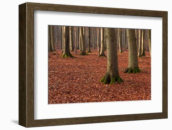 The Baltic Sea, National Park Jasmund, Steep Coast, Beech Forest-Catharina Lux-Framed Photographic Print