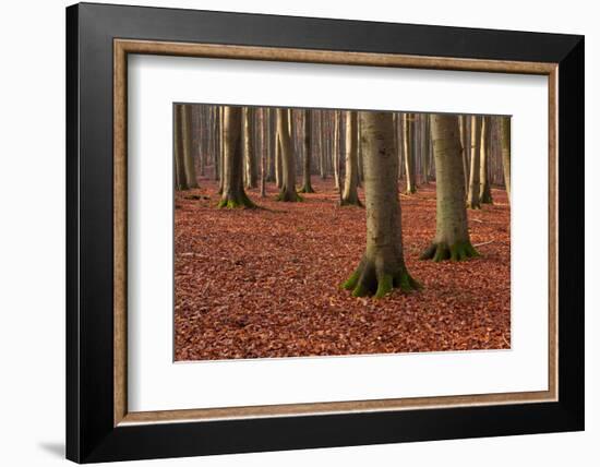 The Baltic Sea, National Park Jasmund, Steep Coast, Beech Forest-Catharina Lux-Framed Photographic Print