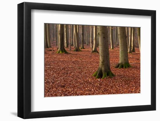 The Baltic Sea, National Park Jasmund, Steep Coast, Beech Forest-Catharina Lux-Framed Photographic Print