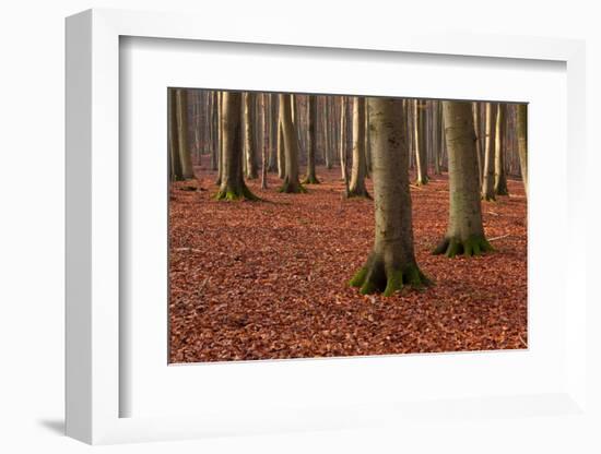 The Baltic Sea, National Park Jasmund, Steep Coast, Beech Forest-Catharina Lux-Framed Photographic Print