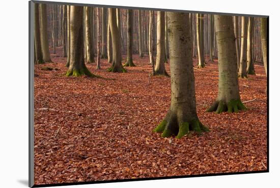 The Baltic Sea, National Park Jasmund, Steep Coast, Beech Forest-Catharina Lux-Mounted Photographic Print