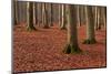 The Baltic Sea, National Park Jasmund, Steep Coast, Beech Forest-Catharina Lux-Mounted Photographic Print