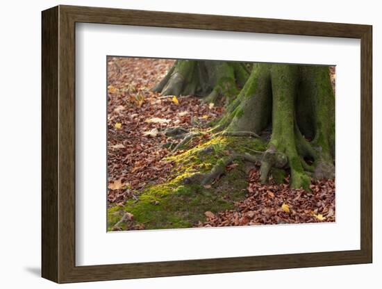 The Baltic Sea, National Park Jasmund, Steep Coast, Beech Forest-Catharina Lux-Framed Photographic Print