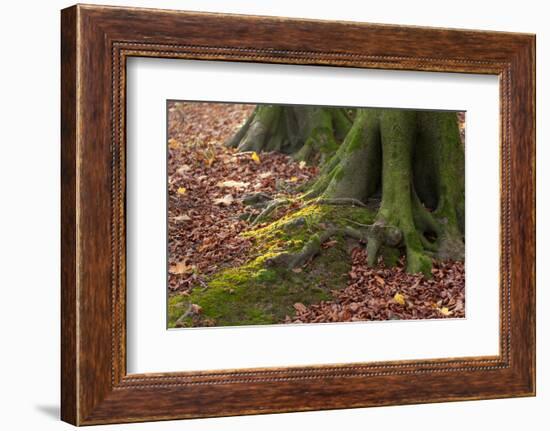 The Baltic Sea, National Park Jasmund, Steep Coast, Beech Forest-Catharina Lux-Framed Photographic Print