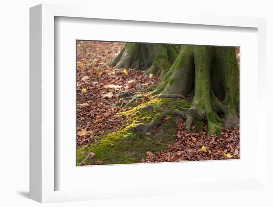 The Baltic Sea, National Park Jasmund, Steep Coast, Beech Forest-Catharina Lux-Framed Photographic Print