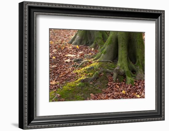 The Baltic Sea, National Park Jasmund, Steep Coast, Beech Forest-Catharina Lux-Framed Photographic Print