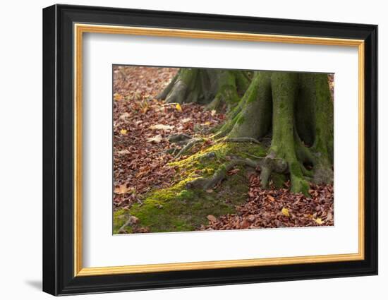 The Baltic Sea, National Park Jasmund, Steep Coast, Beech Forest-Catharina Lux-Framed Photographic Print