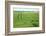 The Baltic Sea, RŸgen, Field Landscape, Rape and Barley, Summer-Catharina Lux-Framed Photographic Print