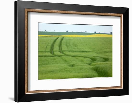 The Baltic Sea, RŸgen, Field Landscape, Rape and Barley, Summer-Catharina Lux-Framed Photographic Print