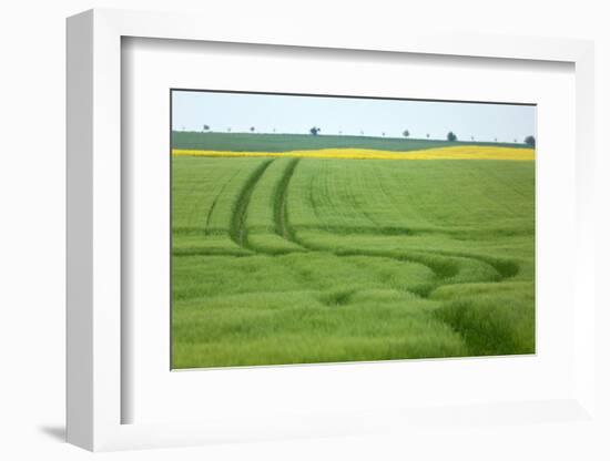 The Baltic Sea, RŸgen, Field Landscape, Rape and Barley, Summer-Catharina Lux-Framed Photographic Print