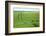 The Baltic Sea, RŸgen, Field Landscape, Rape and Barley, Summer-Catharina Lux-Framed Photographic Print