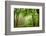 The Baltic Sea, R?gen, Mixed Forest-Catharina Lux-Framed Photographic Print