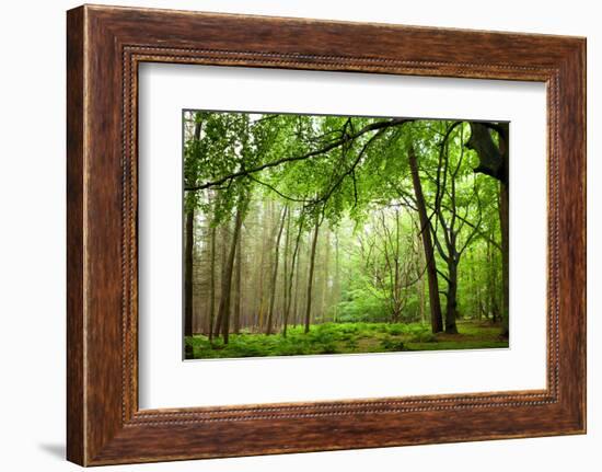 The Baltic Sea, R?gen, Mixed Forest-Catharina Lux-Framed Photographic Print