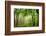 The Baltic Sea, R?gen, Mixed Forest-Catharina Lux-Framed Photographic Print