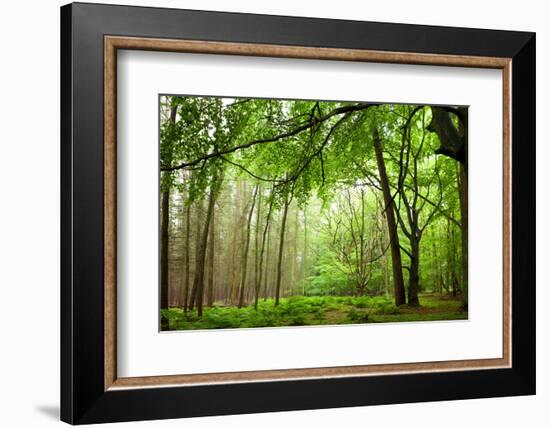 The Baltic Sea, R?gen, Mixed Forest-Catharina Lux-Framed Photographic Print