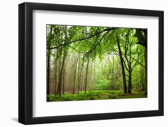 The Baltic Sea, R?gen, Mixed Forest-Catharina Lux-Framed Photographic Print