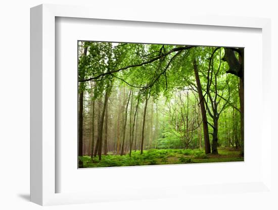 The Baltic Sea, R?gen, Mixed Forest-Catharina Lux-Framed Photographic Print