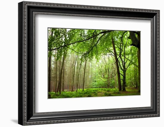 The Baltic Sea, R?gen, Mixed Forest-Catharina Lux-Framed Photographic Print