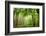 The Baltic Sea, R?gen, Mixed Forest-Catharina Lux-Framed Photographic Print