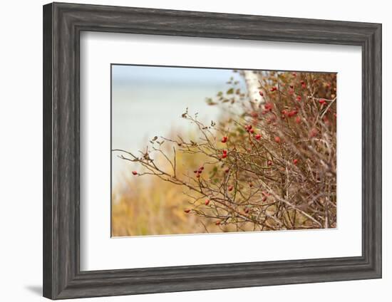 The Baltic Sea, R?gen, Rose Hip Shrub-Catharina Lux-Framed Photographic Print