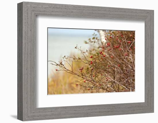 The Baltic Sea, R?gen, Rose Hip Shrub-Catharina Lux-Framed Photographic Print