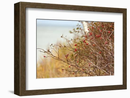 The Baltic Sea, R?gen, Rose Hip Shrub-Catharina Lux-Framed Photographic Print