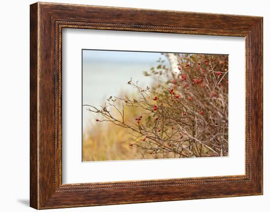 The Baltic Sea, R?gen, Rose Hip Shrub-Catharina Lux-Framed Photographic Print