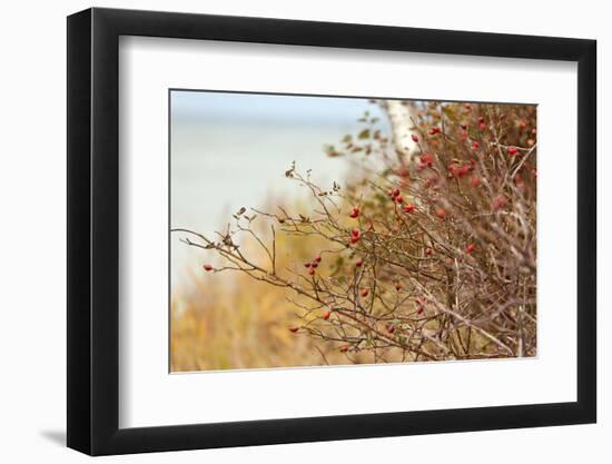 The Baltic Sea, R?gen, Rose Hip Shrub-Catharina Lux-Framed Photographic Print