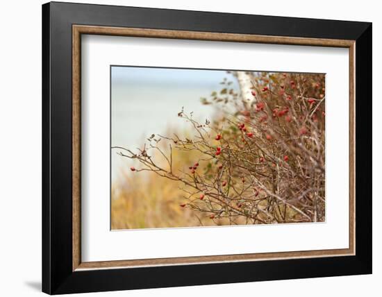 The Baltic Sea, R?gen, Rose Hip Shrub-Catharina Lux-Framed Photographic Print