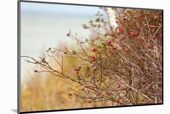 The Baltic Sea, R?gen, Rose Hip Shrub-Catharina Lux-Mounted Photographic Print
