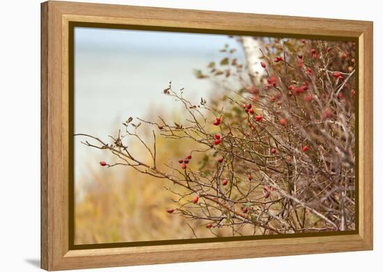 The Baltic Sea, R?gen, Rose Hip Shrub-Catharina Lux-Framed Premier Image Canvas