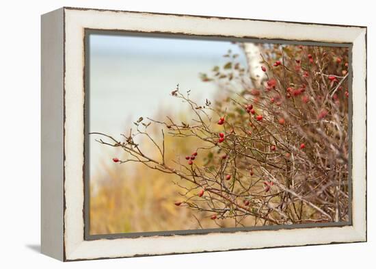 The Baltic Sea, R?gen, Rose Hip Shrub-Catharina Lux-Framed Premier Image Canvas