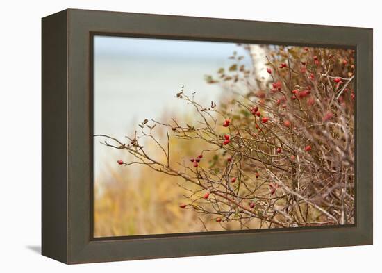 The Baltic Sea, R?gen, Rose Hip Shrub-Catharina Lux-Framed Premier Image Canvas