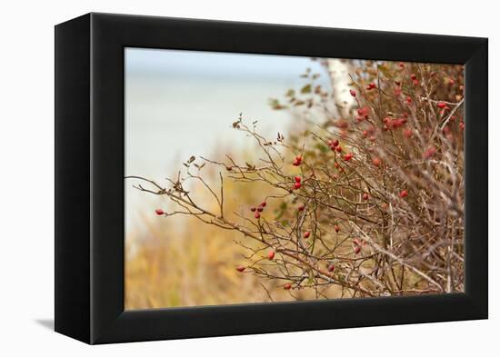 The Baltic Sea, R?gen, Rose Hip Shrub-Catharina Lux-Framed Premier Image Canvas