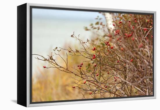 The Baltic Sea, R?gen, Rose Hip Shrub-Catharina Lux-Framed Premier Image Canvas