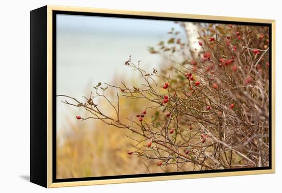 The Baltic Sea, R?gen, Rose Hip Shrub-Catharina Lux-Framed Premier Image Canvas