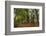 The Baltic Sea, RŸgen, Steep Coast Cape Arkona, Forest, Beeches-Catharina Lux-Framed Photographic Print