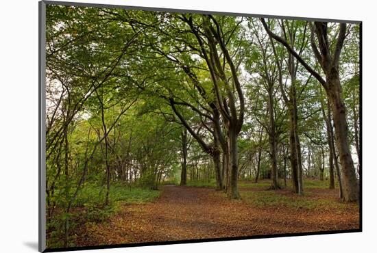 The Baltic Sea, RŸgen, Steep Coast Cape Arkona, Forest, Beeches-Catharina Lux-Mounted Photographic Print