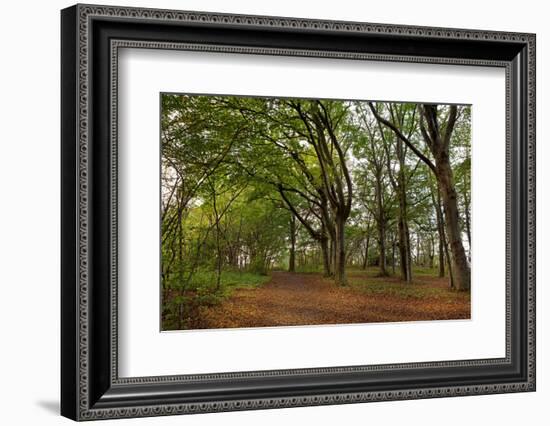 The Baltic Sea, RŸgen, Steep Coast Cape Arkona, Forest, Beeches-Catharina Lux-Framed Photographic Print