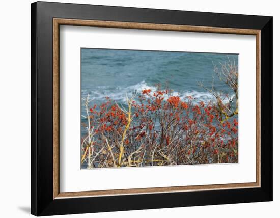 The Baltic Sea, RŸgen, Steep Coast, North Beach, Rowanberries-Catharina Lux-Framed Photographic Print