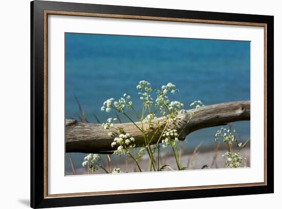 The Baltic Sea, RŸgen, Yarrow in Front of Blue Sea-Catharina Lux-Framed Photographic Print