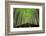 The Bamboo Forest of Kyoto, Japan.-SeanPavonePhoto-Framed Photographic Print