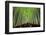 The Bamboo Forest of Kyoto, Japan.-SeanPavonePhoto-Framed Photographic Print