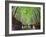 The Bamboo Forest of Kyoto, Japan-Sean Pavone-Framed Photographic Print