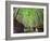 The Bamboo Forest of Kyoto, Japan-Sean Pavone-Framed Photographic Print