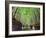 The Bamboo Forest of Kyoto, Japan-Sean Pavone-Framed Photographic Print