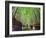 The Bamboo Forest of Kyoto, Japan-Sean Pavone-Framed Photographic Print