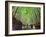 The Bamboo Forest of Kyoto, Japan-Sean Pavone-Framed Photographic Print