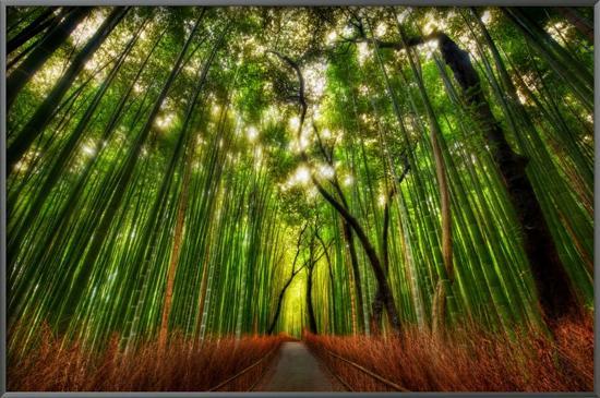 The Bamboo Forest-Trey Ratcliff-Framed Art Print